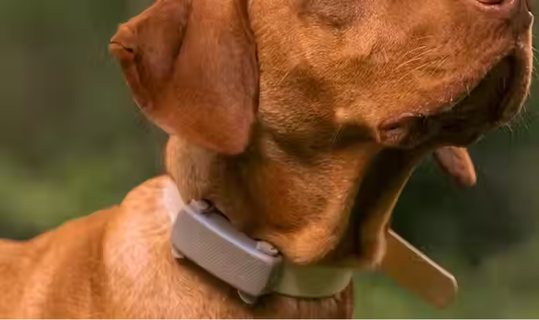 Tractive Dog Colalr