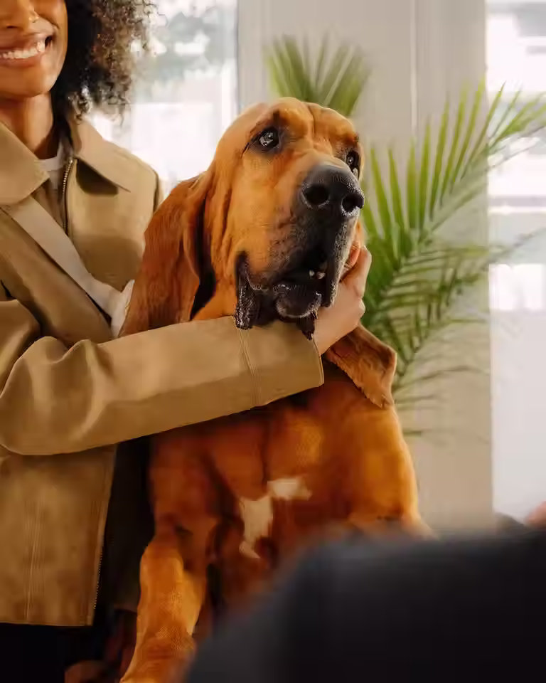 Dog at the vets