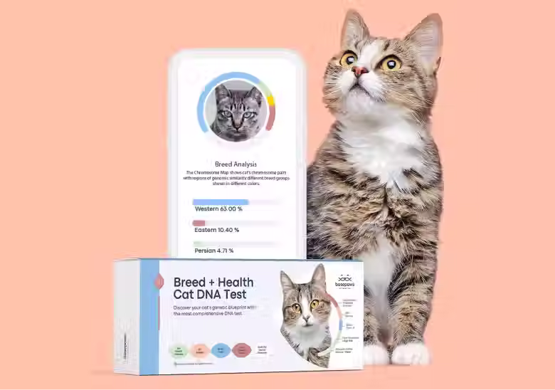 Basepaws DNA Testing